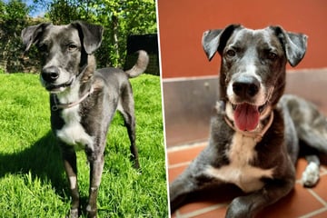 Freundlicher Familienhund sucht Zuhause: Wer schenkt Günni einen schönen Lebensabend?