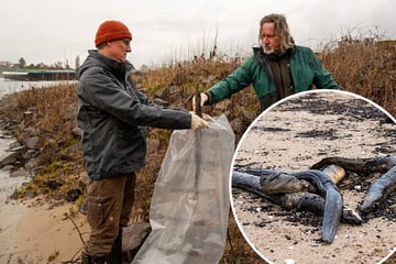 Verband schlägt Alarm: Etliche verstümmelte Aale am Rhein gefunden
