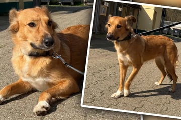 Scheue Hündin Nala will endlich die Sonnenseite des Lebens kennenlernen: "Sie ist eine sensible Seele"