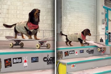 Dackel steht mit Skateboard vor Treppe: Was Rowdy dann tut, lässt alle jubeln