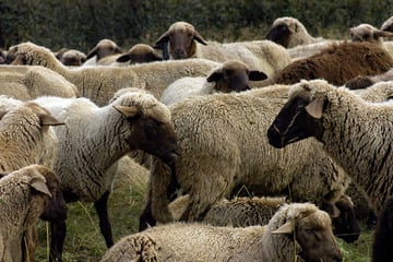 Skurriler Polizeieinsatz: 40 Schafe in Wohngebiet unterwegs