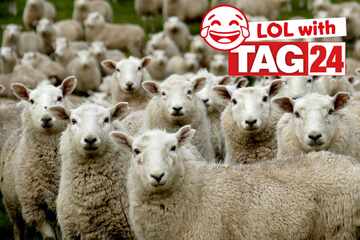 Joke of the Day for October 13, 2025: An animal funny to kick-start your week