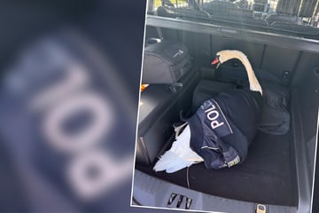 Schwan verirrt sich auf Bahngleise und ruft Bundespolizei auf den Plan