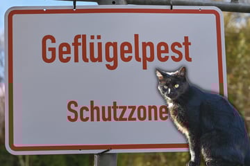 Gefahr für Haustiere? Katze stirbt an Geflügelpest in Brandenburg