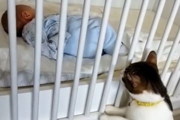 Gato espía a bebé a través de la cuna: lo que hace luego derrite tantos corazones