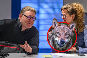 Auf den Wolf gekommen: Agrarministerin will Staatssekretär entlassen