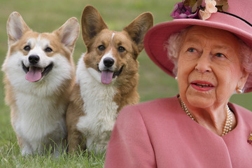 Queen Elizabeth II is pawsitively delighted with her new dogs!
