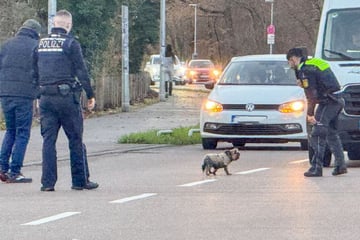 Kleiner Hund legt Verkehr lahm: Polizeistreife schaltet sich ein