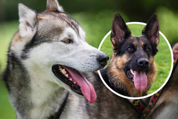 Wenn Husky und Schäferhund sich paaren, dann ist Teddy das lebhafte Ergebnis