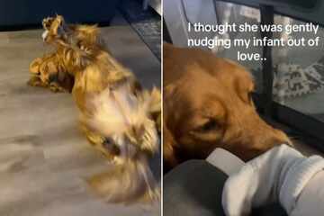 Dog seems to cuddle newborn baby – but pup's real motives have everyone laughing!