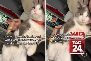 Viral Video of the Day for July 3, 2025: Cat melts into owner's arms after hearing favorite song