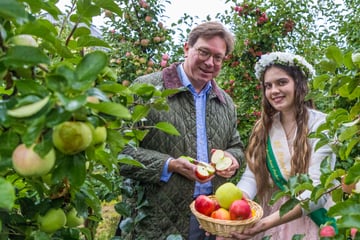 Süß und knackig! Sachsens Äpfel sind reif für die Ernte