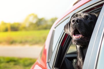 Haustier, Koffer und auch noch Kanu? So kommt alles sicher in Auto und Urlaub