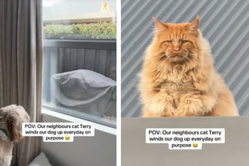 Katze starrt Hund tagelang durch Fenster an: Tierischer Nachbarschaftskrieg geht viral