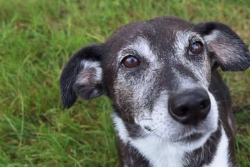 Sie ist eigentlich ein Vorzeigehund, doch es gibt ein Problem: Abby sucht ein Zuhause