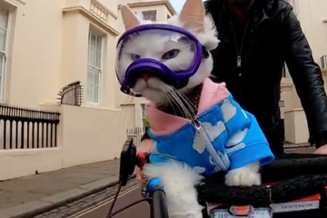 Cycling cat involved in scary accident caught on camera