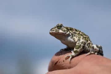 Für den Schutz dieser Tiere investiert Thüringen Zehntausende Euro
