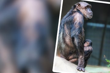München: Süße Baby-News aus dem Tierpark Hellabrunn: Mini-Schimpanse klammert sich an Mama Zenta