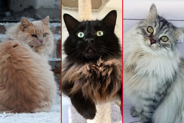 Long haired cat breeds: Top 10 fluffy cats