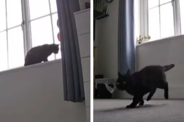 Katze realisiert, dass ihre Besitzer wieder zu Hause sind: So unglaublich süß ist ihre Reaktion