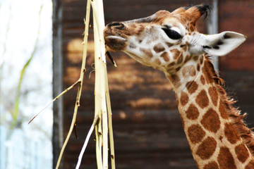 Giraffen-Taufe im Zoo Leipzig: So heißt der kleine Wirbelwind