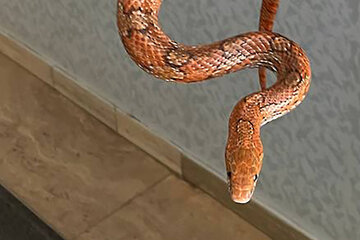 München: Natter aus Panama: Exotische Schlange an Münchner See eingefangen