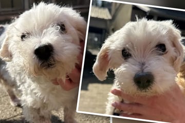 Er hatte leider ziemliches Pech: Kleiner Hund kommt aus Vermittlung zurück