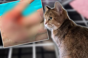 Tierheim rettet Katzen aus vermüllter Wohnung - Mitarbeiterin muss ins Krankenhaus