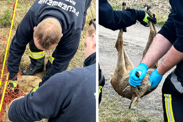 Bambi gerettet! Feuerwehr befreit junges Reh aus misslicher Lage