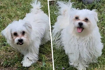 Als Hundebaby von Kindern gequält: Findet kleiner Malteser jetzt sein Glück?