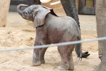 Sensationeller Neuzugang: Erstes Elefantenbaby im Zoo Magdeburg geboren