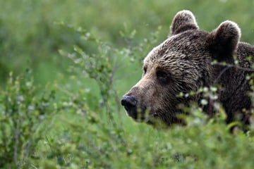 Bear attacks woman outside home for people with disabilities