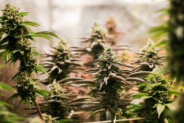 Grüne Goldgrube in Brandenburg: Polizei findet Hunderte Cannabis-Pflanzen und Bargeld!