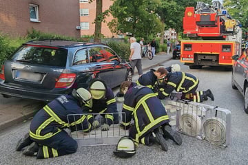 Hamburg: Anwohner wollen Wespennest bekämpfen: Irre Verkettung löst Großeinsatz aus