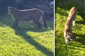 Kein Fake! In diesem Nachbarland muss Polizei richtigen Puma fangen