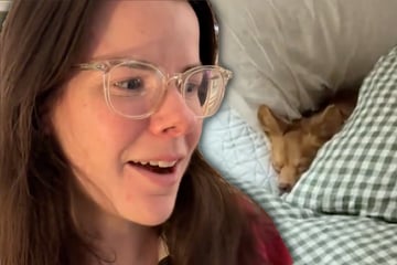 Vierbeiner wird im verbotenen Bett erwischt: Wie seine Pflegemutter reagiert, lässt Herzen schmelzen