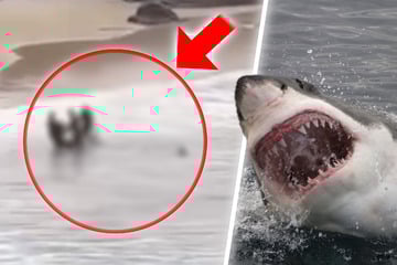 Blutiger Angriff: Teenager beim Schwimmen von Hai attackiert