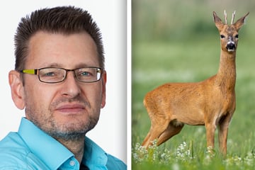 Dresden: Rehbock einsam beim Verfassungsschutz - Vorerst keine Gesellschaft in Sicht
