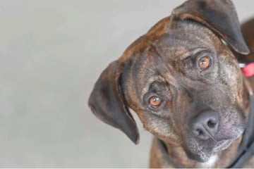 Labrador-Boxer-Mix Giovanni sucht das Dolce Vita: Erobert der hübsche Hund dein Herz?