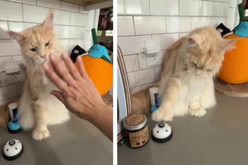 "Moody" cat comes up with unusual way to ask for treats!