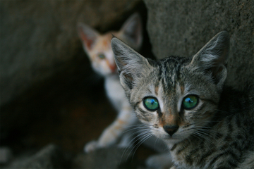 Cat reflective eyes: Why do cat eyes glow?