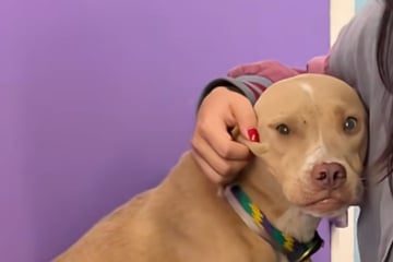 Misshandelter Tierheim-Hund zittert unkontrolliert, sobald sich Mensch nähert: Was er dann tut, hat keiner erwartet