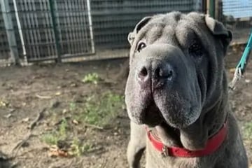 Luna musste ihr Familie verlassen: Wer schenkt der Hündin eine zweite Chance?