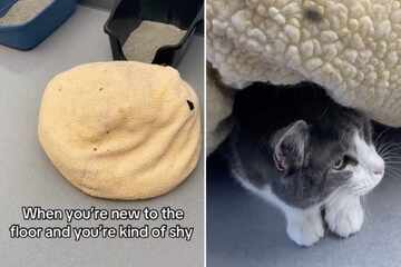 Shy shelter cat hiding under floor cushion causes giggles on TikTok: "I identify as a turtle"