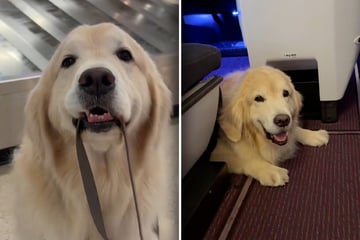 Dog owner is shocked to see how her Golden Retriever handles 12-hour plane journey!