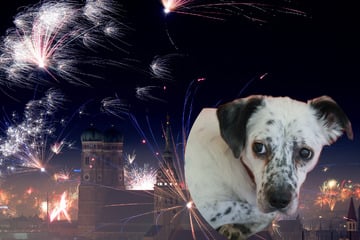 Silvester mit Hund: Hier kannst Du Deine Fellnase vor den Böllern schützen