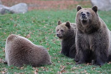 Braunbärenkinder im Tierpark Hexentanzplatz getauft