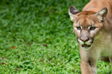 Cougar attacks two brothers in rare fatal incident