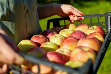 Äpfel lagern: So bleiben sie lange frisch und knackig