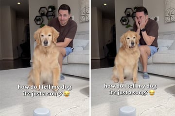 Als Mann sieht, wie Golden Retriever auf Rap-Song reagiert, kann er nicht aufhören zu lachen